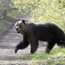 Медведь больше не беспокоит жителей деревни Конново