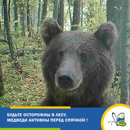 Будьте осторожны в лесу, медведи активны перед спячкой!