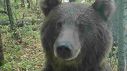 Будьте осторожны в лесу, медведи активны перед спячкой!
