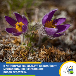  В Ленинградской области восстановят местообитания исчезающих видов прострела