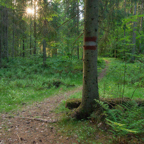 Гостилицкая тропа