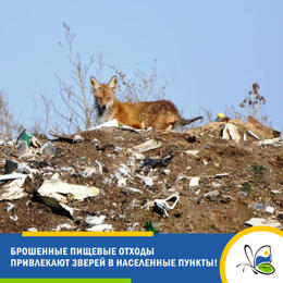 Брошенные пищевые отходы привлекают в населённые пункты диких животных!