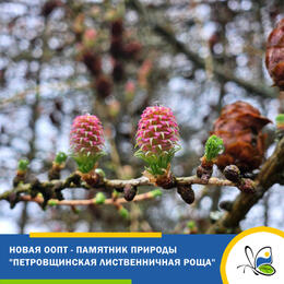 Новая ООПТ – памятник природы 