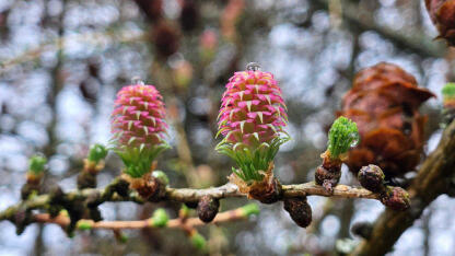 Новая ООПТ – памятник природы 