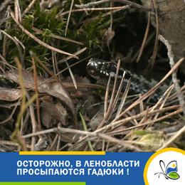 Осторожно, в Ленинградской области просыпаются гадюки!