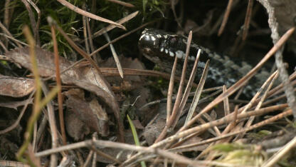 Осторожно, в Ленинградской области просыпаются гадюки!