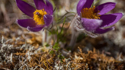 У памятника природы 