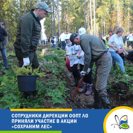 Сотрудники Дирекции ООПТ ЛО приняли участие в акции  «Сохраним лес»