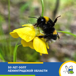 50 лет ООПТ ЛО!