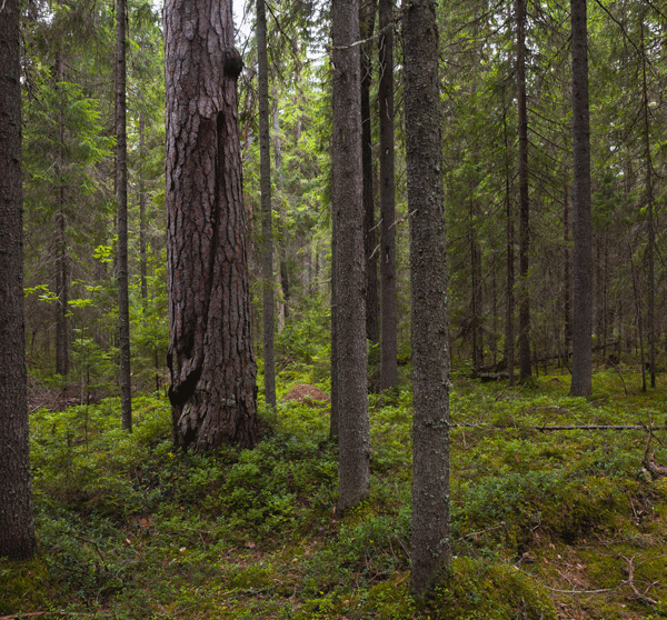 Старовозрастные леса верховьев реки Колпь (планируемая)