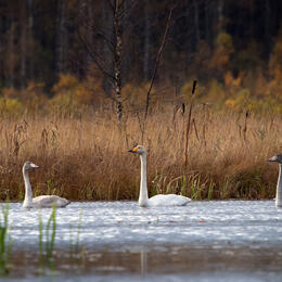19 февраля – День орнитолога России: птичье царство на ООПТ «Раковые озера»