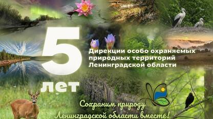 Дирекции ООПТ ЛО исполнилось 5 лет !