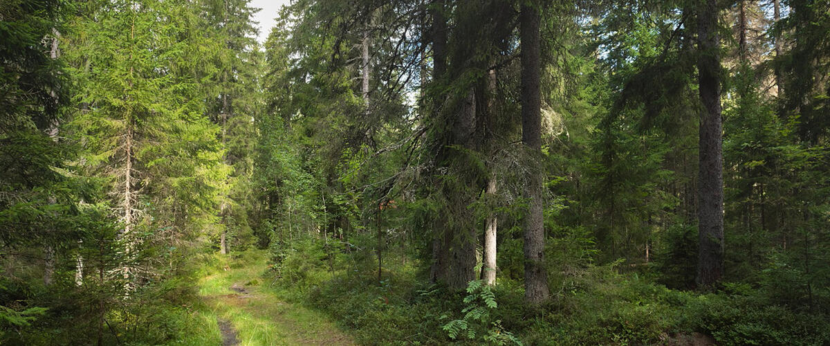 Гостилицкая тропа