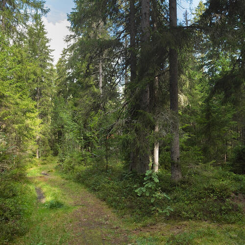 Гостилицкая тропа