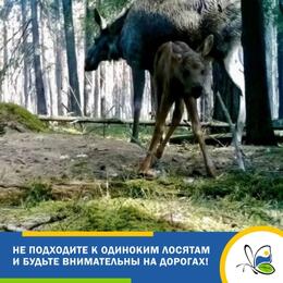 Не подходите к одиноким лосятам и будьте внимательны на дорогах !