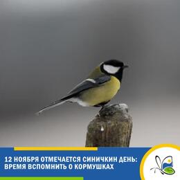 12 ноября отмечается Синичкин день: повод вспомнить о кормушках